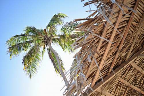 palm tree low angle photography green coconut tree at daytime arecaceae